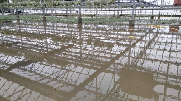 Sei mesi dall'alluvione di Albenga: aziende agricole ancora senza aiuti