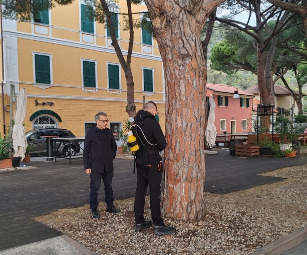 A Ceriale una campagna di prevenzione contro la processionaria del pino