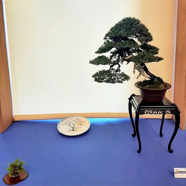 Bonsai in Fortezza