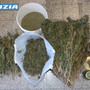Tre chili di marijuana in magazzino: un arresto