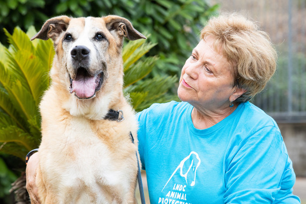 Adotta un nonno: cibo gratis per chi accoglie un cane o un gatto anziano