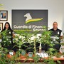 GdF Savona, coltivazione di marijuana in casa: una denuncia