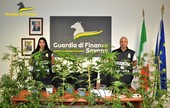 GdF Savona, coltivazione di marijuana in casa: una denuncia