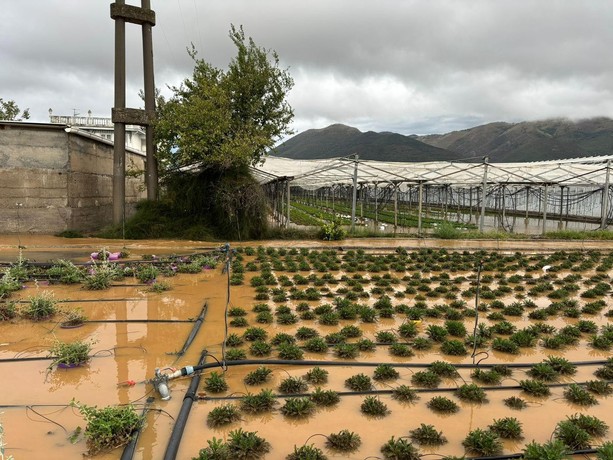 Il maltempo devasta la piana albenganese: gravi danni alle aziende agricole